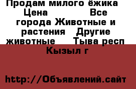 Продам милого ёжика › Цена ­ 10 000 - Все города Животные и растения » Другие животные   . Тыва респ.,Кызыл г.